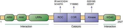 LRRK2-Related Parkinson’s Disease Due to Altered Endolysosomal Biology With Variable Lewy Body Pathology: A Hypothesis